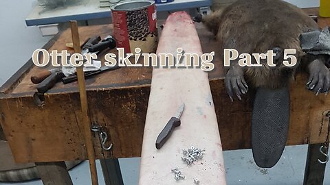 Skinning Otter Part 5 Cleaning Baculum