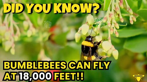 Did You Know? Bumblebees Can Fly as High as Helicopters!