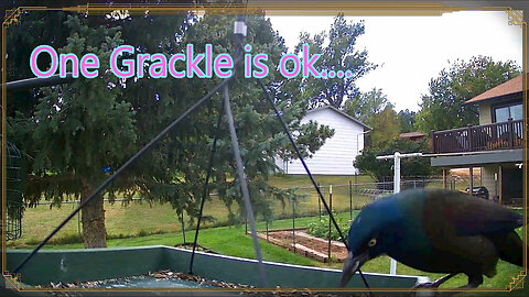 One Grackle Is Ok... But