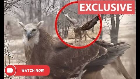 Mysterious “Griffin” Creature Allegedly Captured in Remote Mountain Region
