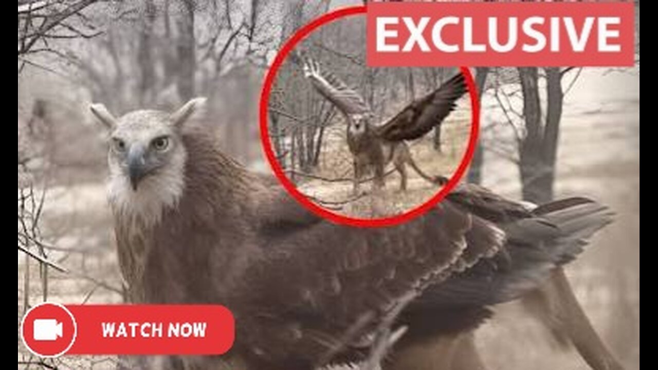 Mysterious “Griffin” Creature Allegedly Captured in Remote Mountain Region