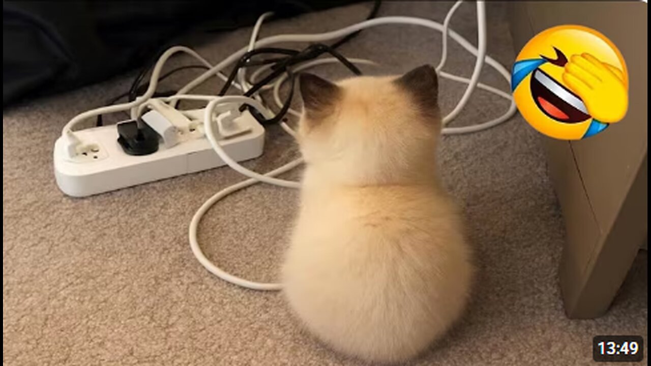 Funny ANIMALS videos 😂 | Funniest Cats and Dogs 2025 🐶😼