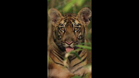 Tiger: Nature's Magnificent Heritage🐅🍃