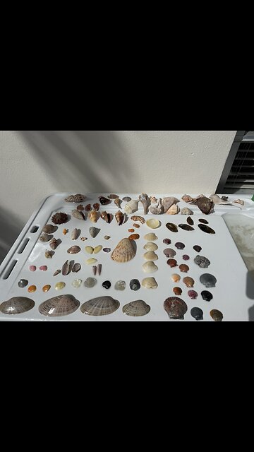 Beach Finds 2/1/2026 | 4K