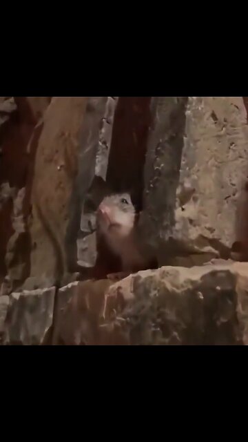 Este restaurante tiene una 'atracción' extra