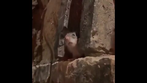 Este restaurante tiene una 'atracción' extra