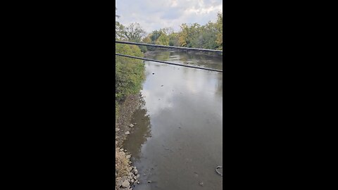 A Couple Ducks on Salt Creek