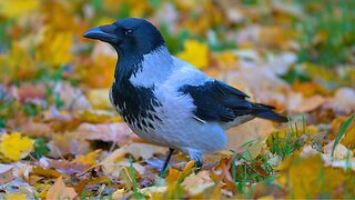 Hooded Crows Rummaging Through Fallen Leaves