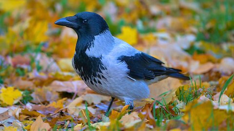 Hooded Crows Rummaging Through Fallen Leaves
