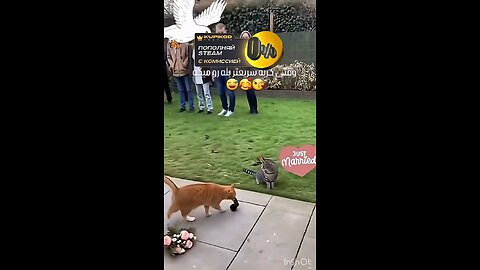 Неожиданный Момент😳 На Свадьбе #shorts #tiktok #тренды