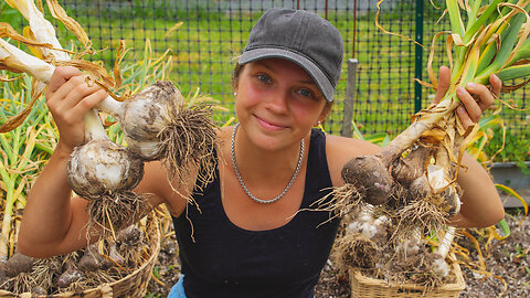 A Whopper Garlic Harvest From Tasmanian Homestead