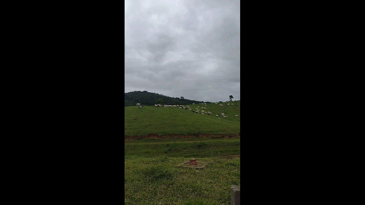 boiada correndo pra comer