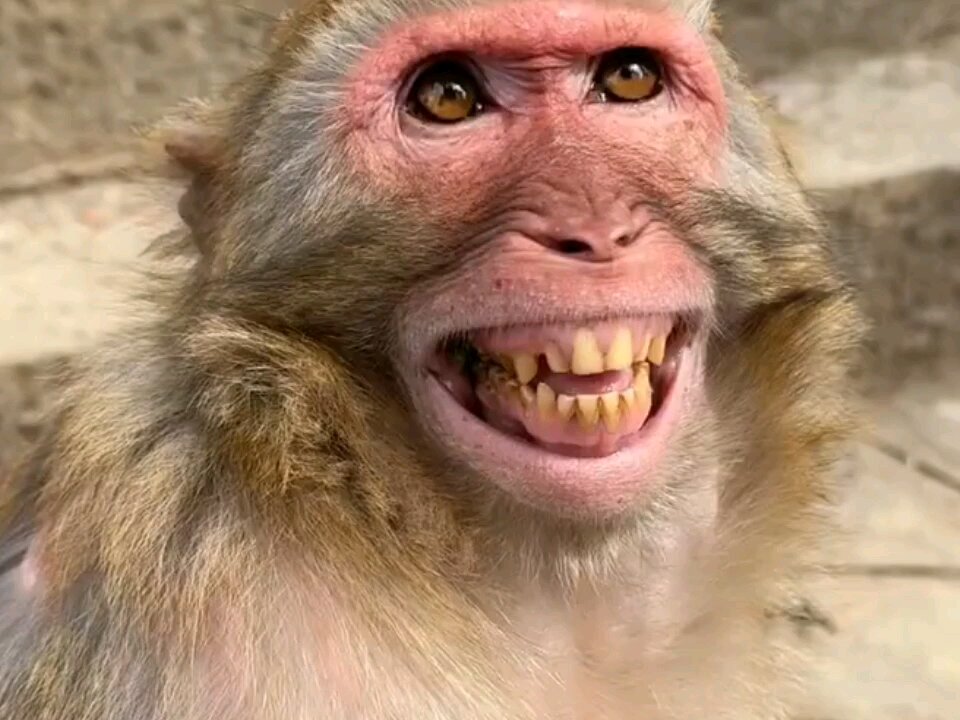 the smilling monkey