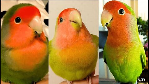FUNNY AND CUTE PARROTS - TRY NOT TO LAUGH!! ❤️🦜