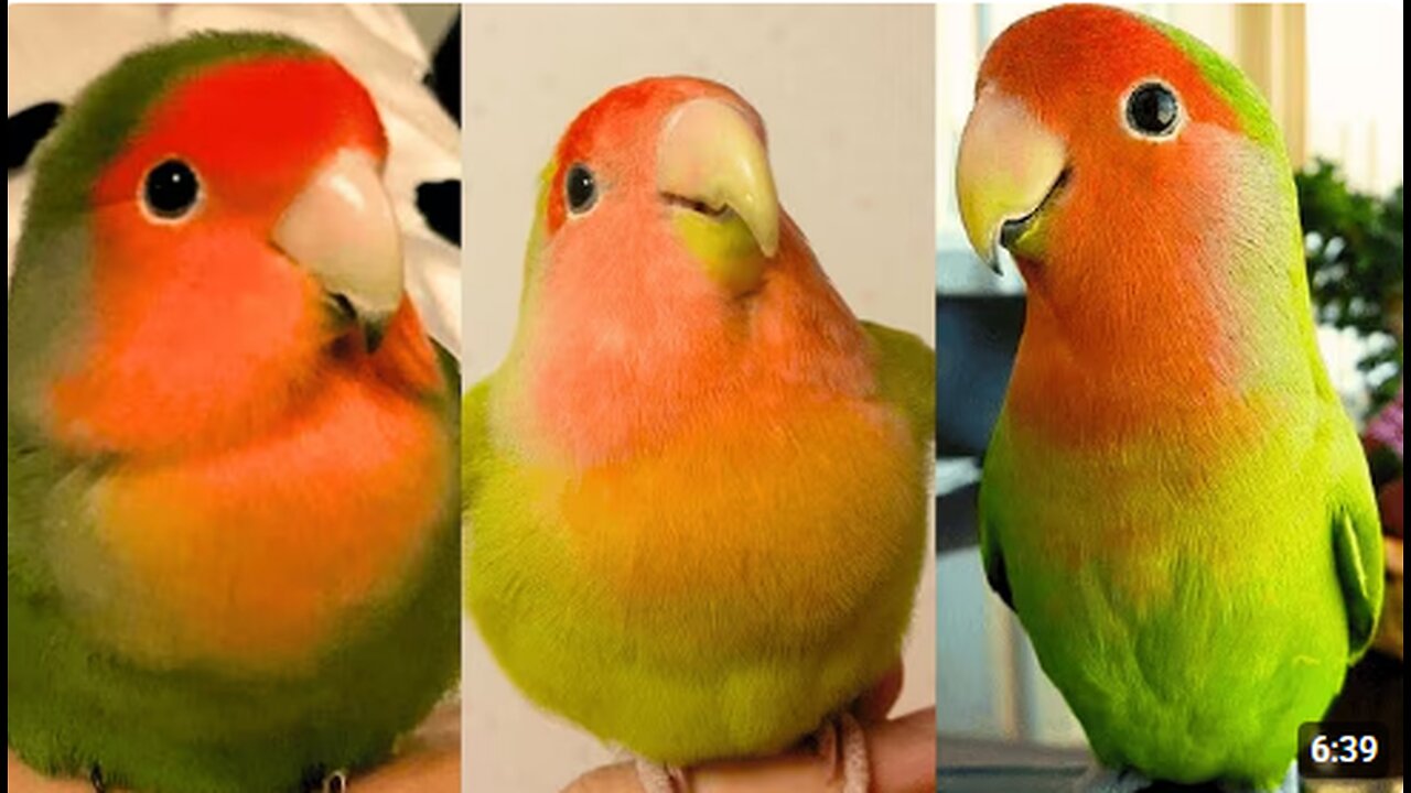 FUNNY AND CUTE PARROTS - TRY NOT TO LAUGH!! ❤️🦜