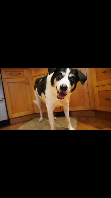 DROPPING HINTS is what Willie Dog does BEST