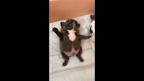SWEET FRANCE BULDOG!