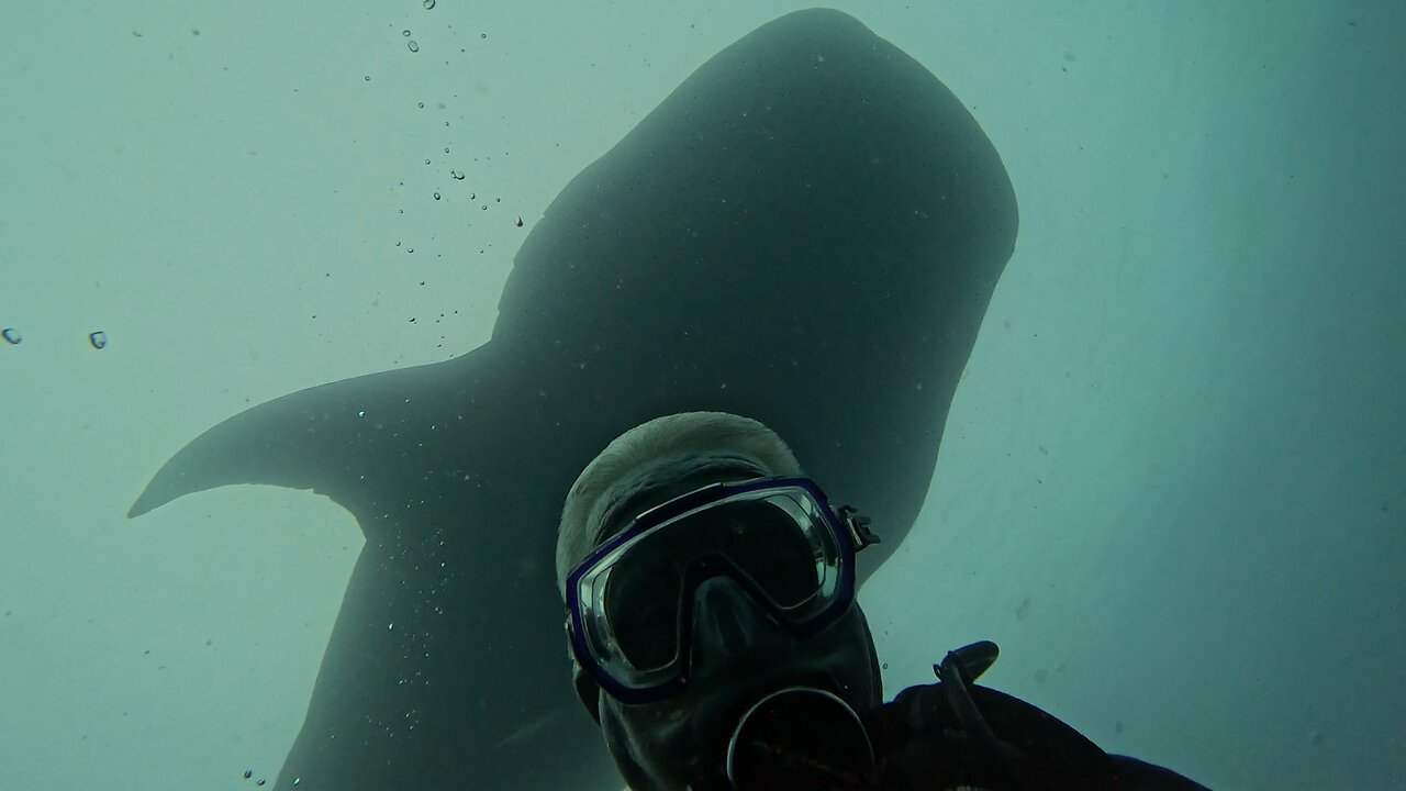 Whale Shark Performs World's Largest Photo Bomb in the Galapagos Islands