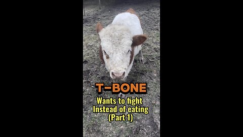 T-Bone WANTS TO FIGHT instead of eating. (Part 1)