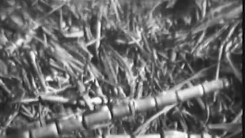 [SUGAR CANE GROWING, LOUISIANA] - [SUGAR CANE GROWING, LOUISIANA] - fc-fc-547