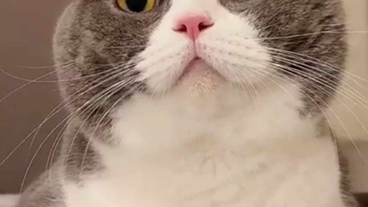 Funny animals and cats