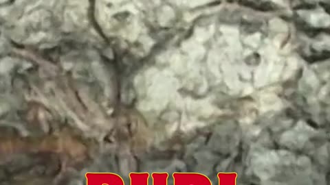 Burl Wood – Nature’s Most Unique Grain Pattern