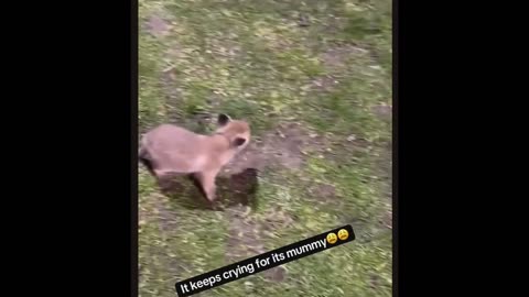 Dog vs Cat Challenge! Who’s the Real Boss of the House? 😼🐕