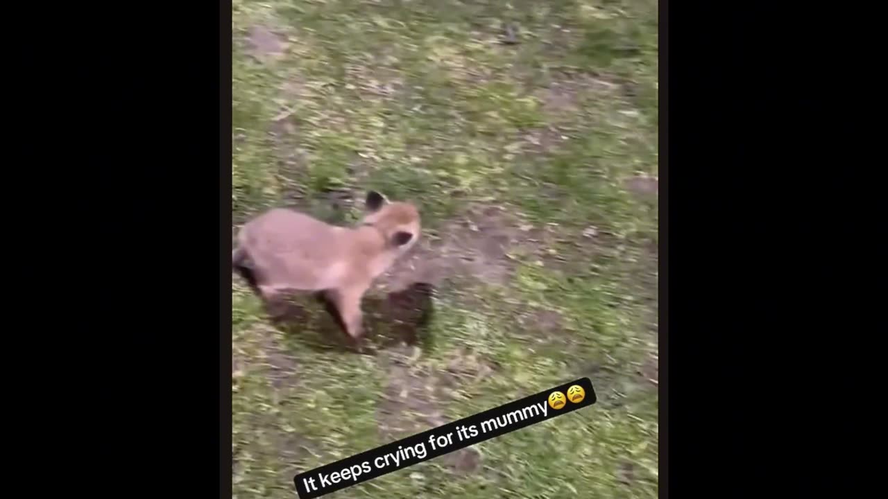 Dog vs Cat Challenge! Who’s the Real Boss of the House? 😼🐕