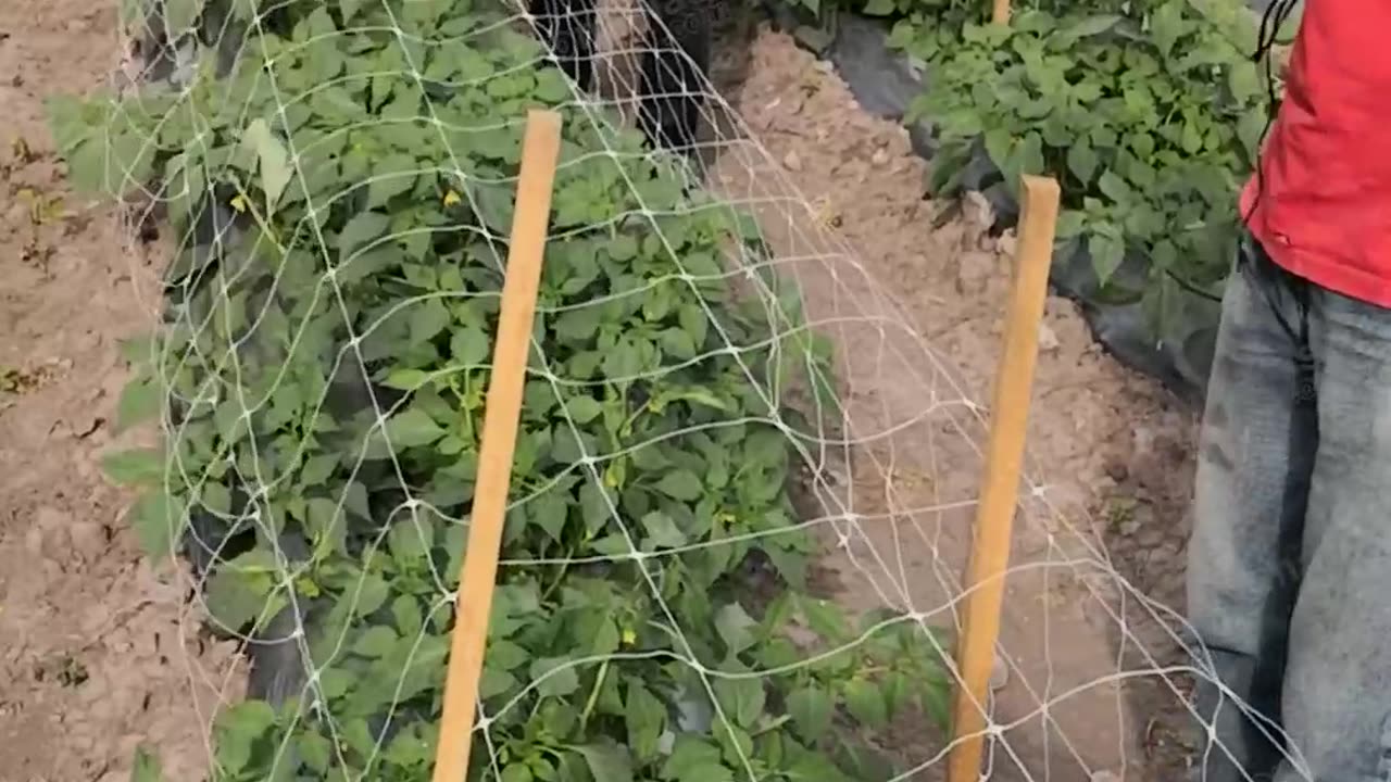 Tomato tutor netting.