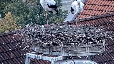Wintering storks🦩🦩 - Mainburg (Germany) - 30.09.2025