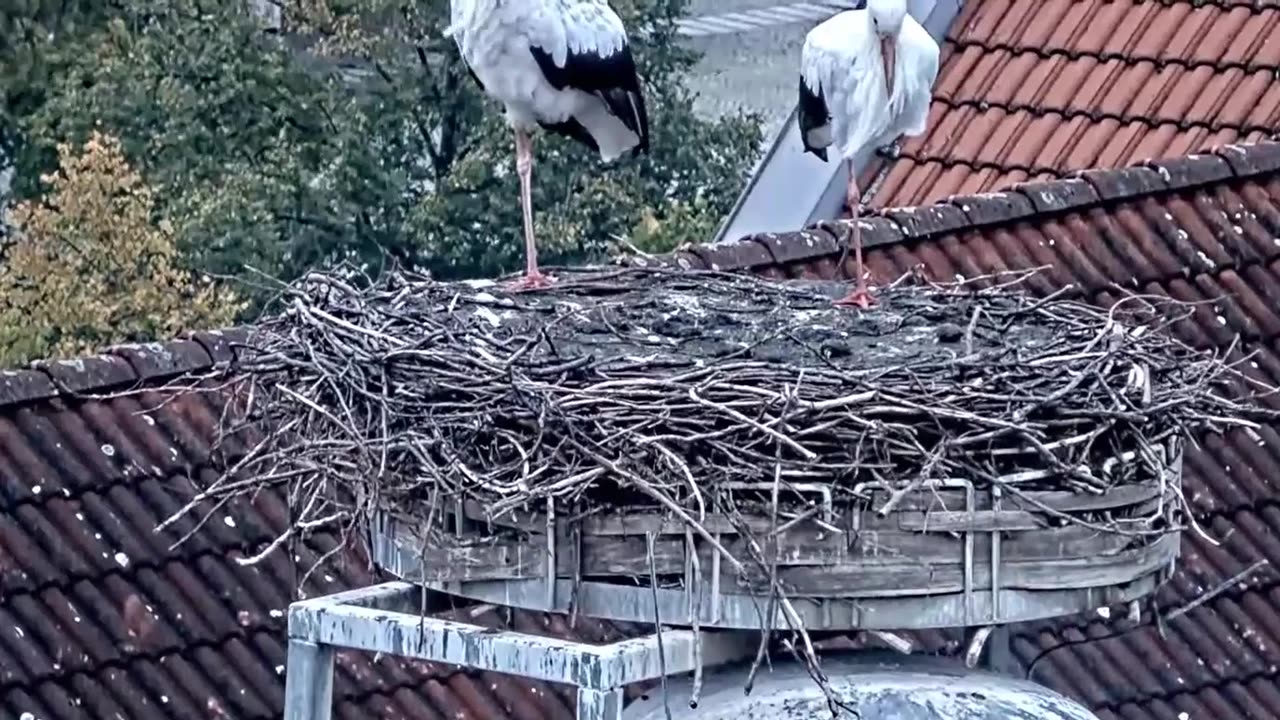 Wintering storks🦩🦩 - Mainburg (Germany) - 30.09.2025
