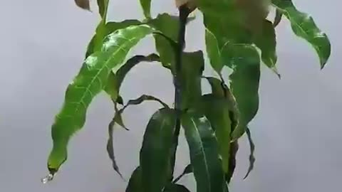 365 days in 50 Seconds - Mango Tree 🥭