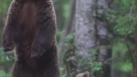 Wild Mama Bear with Her Cub 🐻♥️🐾🍃