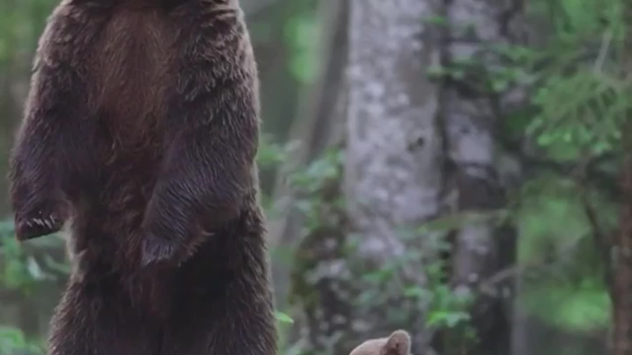 Wild Mama Bear with Her Cub 🐻♥️🐾🍃
