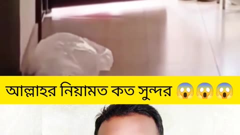 🌿 “Allah’s Sign in Nature – Sajdah Like Scene 🌙 আল্লাহর সেজদার মত দৃশ্য” 🌿