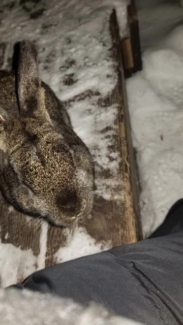 Enjoying a rare indoor visit from a void floof. #SparklegleamFarm #Bunny #farm #rabbit