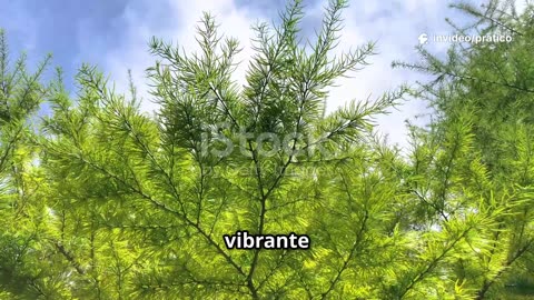 Il legno di Cedro_ Scopri i segreti!