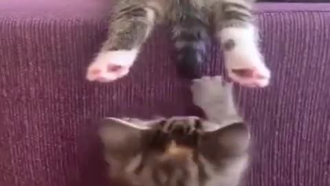 Funny cats #08