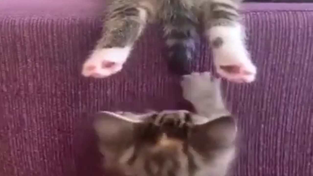 Funny cats #08