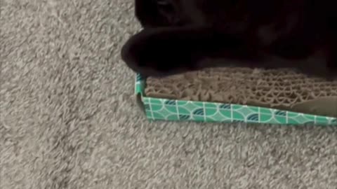 Cute Precious Piper Enjoys Sitting on Her Office Tuffet - My Adopted Shelter Cat Vlog #shorts