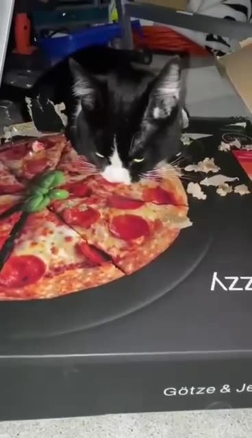 Cats doing right now.