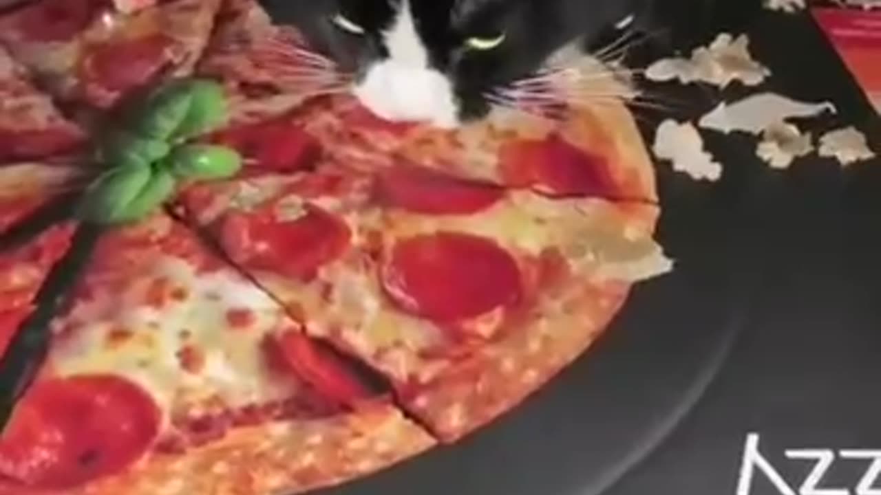 Cats doing right now.