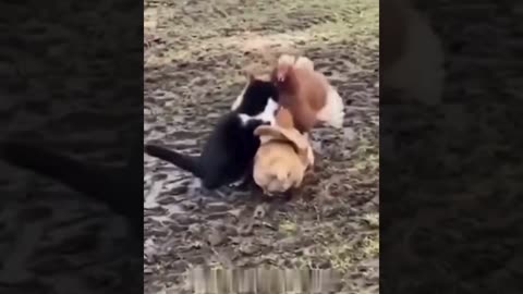 A selection of funny moments with animal #32