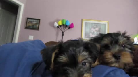 Batman and Chewy, slapping Daddy #yorkies #funnydogs #puppies