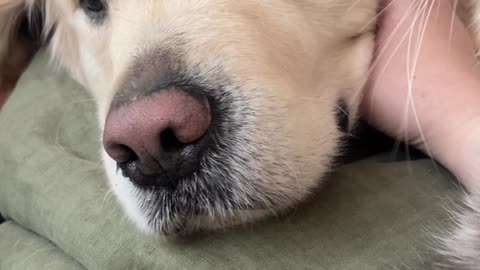 Blind Dog's Reaction to Cat's Loving Kiss
