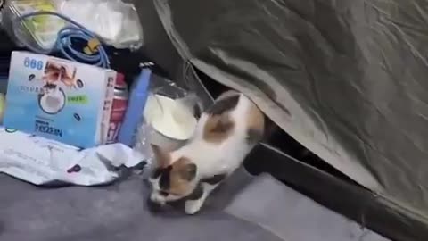 cat was cold outside and decided to sneak in this person’s tent to stay warm