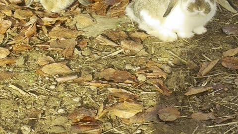 Bunny Nose Boop – Sweet Close-Up