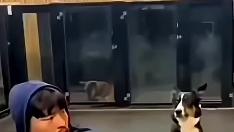 Super pet 🫠💪🏾 #viral #funny #fyp #shorts #puppy #pet #viral #ytviral