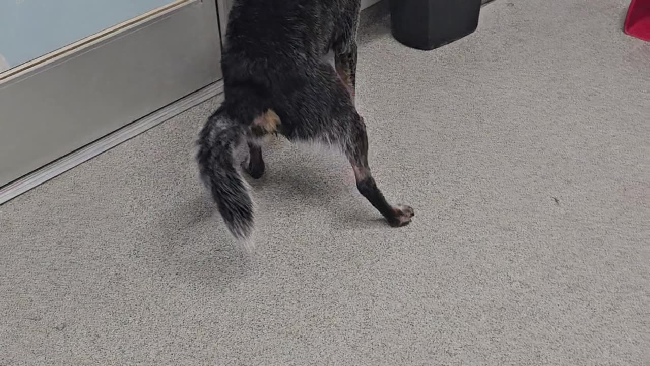 Dog Jumps Out Of Tub, Ignoring Door