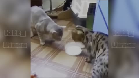 fails-animals-competition-2025---cats-and-dogs-funny-videos